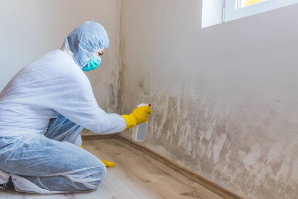 Licensed Mold Remediation service in Spring City, TN - WQB Mold Removal